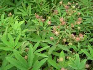 Potentilla palustris