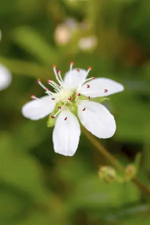 Potentilla triden. 'Nuuk' - 20-30 CM C3 - image 3