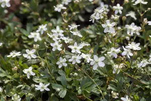 Potentilla triden. 'Nuuk'