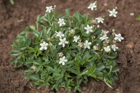 Potentilla triden. 'Nuuk' - 1.5 Ltr pot - image 2