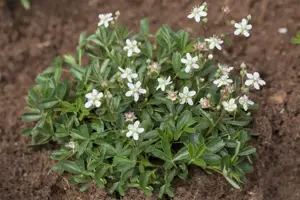 Potentilla triden. 'Nuuk' - 1.5 Ltr pot - image 2