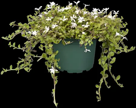 Pratia angulata - P9 - image 2