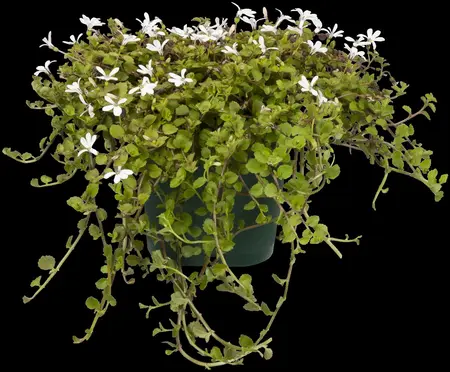 Pratia angulata - P9 - image 1