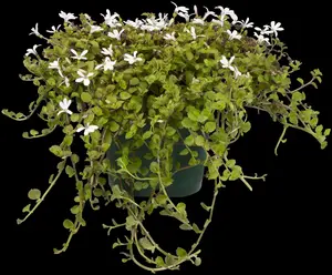 Pratia angulata