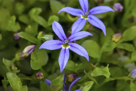 Pratia pedunculata 'County Park' - P11