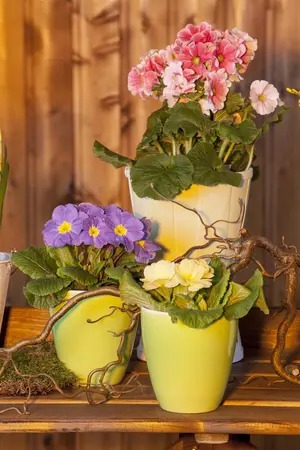 PRIMROSE MIXED 6 pack - image 3