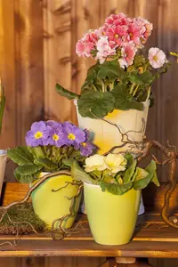 PRIMROSE MIXED 6 pack - image 3