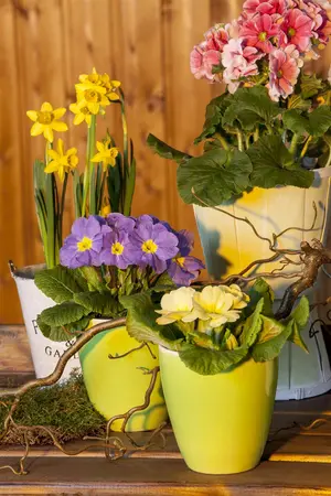 PRIMROSE MIXED 6 pack - image 4