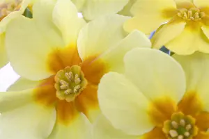 PRIMROSE STRAWBERRY