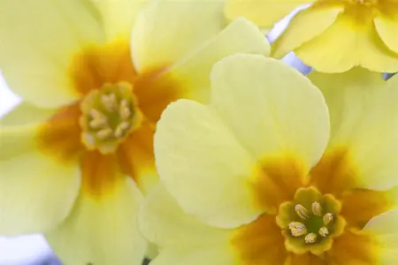 PRIMROSE STRAWBERRY 6 pack - image 2