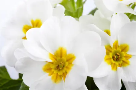PRIMROSE STRAWBERRY 6 pack - image 3