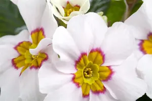 PRIMROSE STRAWBERRY 6 pack - image 5