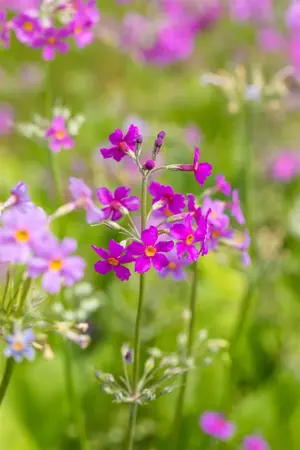 Primula beesiana - P9 - image 5