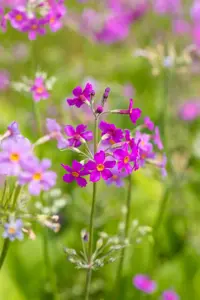 Primula beesiana - P9 - image 5