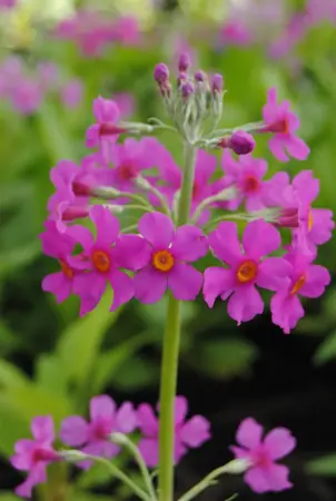 Primula beesiana - P9 - image 1