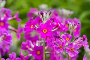 Primula beesiana - P9 - image 3