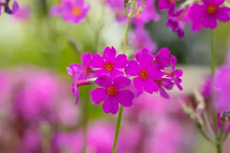 Primula beesiana - P9 - image 4