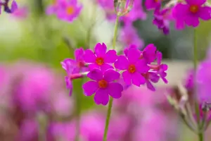 Primula beesiana - P9 - image 4