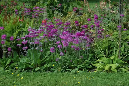 Primula beesiana - P9 - image 2