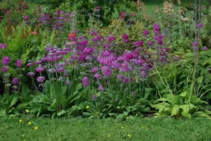 Primula beesiana - P9 - image 2