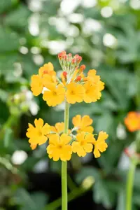 Primula bulleyana - P9 - image 3