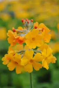 Primula bulleyana