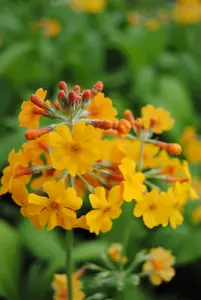 Primula bulleyana - P9 - image 2