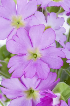 Primula 'Crimson Glow' - P9 - image 1