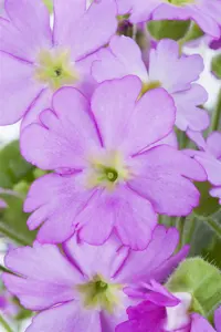 Primula 'Crimson Glow'