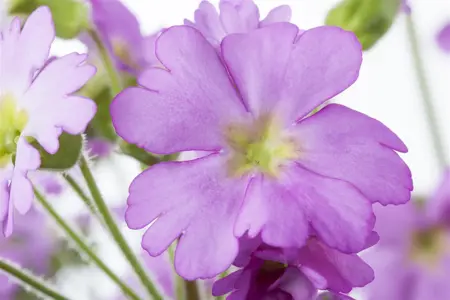 Primula 'Crimson Glow' - P9 - image 2