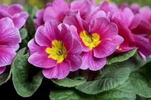 Primula 'Crimson Glow' - P9 - image 5