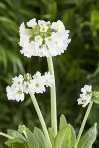 Primula dent. 'Alba'