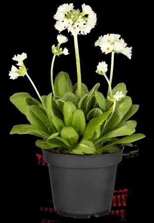 Primula dent. 'Alba' - P9 - image 3