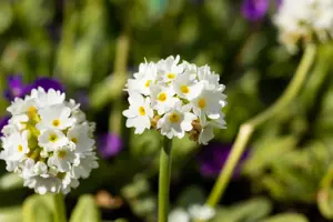 Primula dent. 'Alba' - P9 - image 2