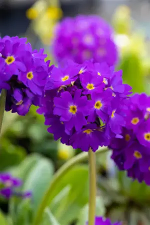 Primula dent. 'Lilac' - 2 Ltr pot - image 2