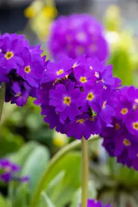 Primula dent. 'Lilac' - 2 Ltr pot - image 2