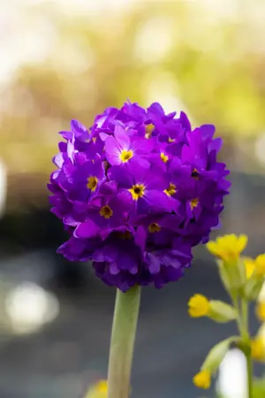 Primula dent. 'Lilac' - 2 Ltr pot - image 3