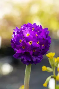 Primula dent. 'Lilac' - 2 Ltr pot - image 3