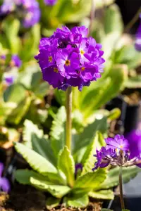 Primula dent. 'Lilac' - 2 Ltr pot - image 4