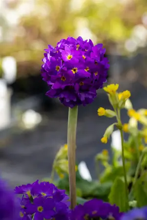 Primula dent. 'Lilac' - 2 Ltr pot - image 5