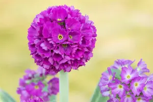 Primula dent. 'Rubin'