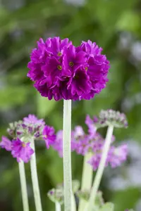 PRIMULA DENTICULATA 1L - image 2