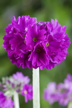 PRIMULA DENTICULATA 1L - image 3