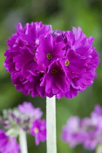 PRIMULA DENTICULATA 1L - image 3
