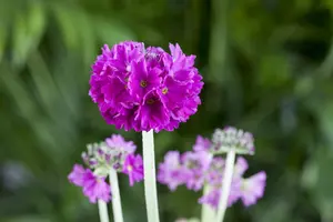 PRIMULA DENTICULATA 1L - image 4