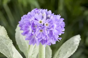 PRIMULA DENTICULATA 1L - image 5
