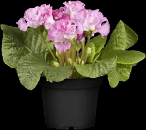 Primula el. 'Gold Nugget' rose - P13 - image 5