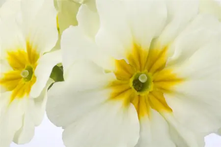 Primula el. 'Gold Nugget' white - P13 - image 3