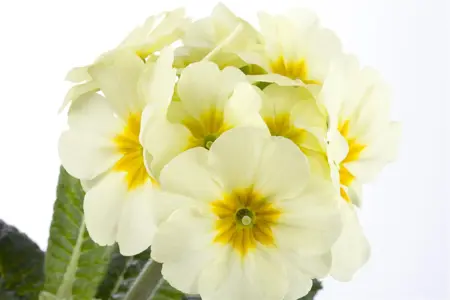 Primula el. 'Gold Nugget' white - P13 - image 4