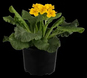 Primula el. 'Gold Nugget' white
